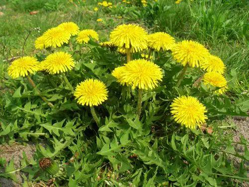 top Blooms Commencing with 'D'