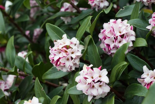 Flowers that Start with D 3