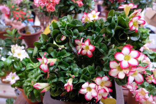 Amazing Flowers with a 'D' in them
