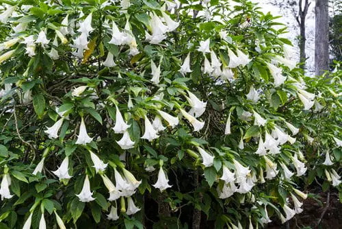Blooms Commencing with 'D'