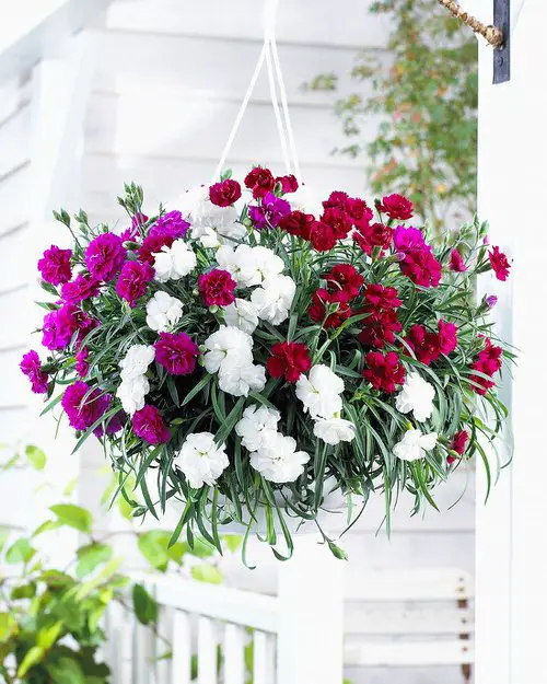 Best Trailing Perennials for Hanging Baskets 