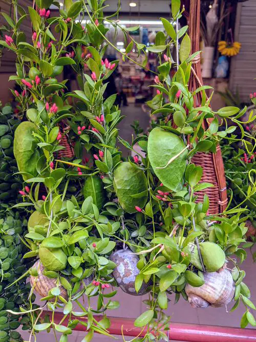 Houseplants that Love to Climb 4