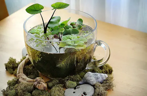 DIY Desktop Water Garden Ideas 2