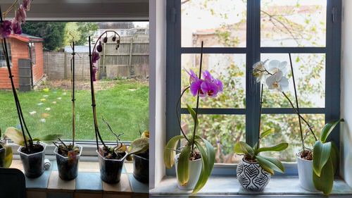 How to Revive a Dying Orchid