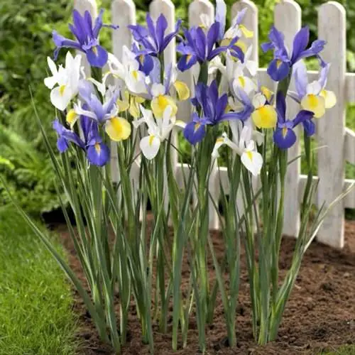 beautiful Flowers that Start with 'D'