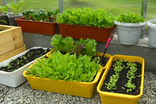 Fast Growing Leafy Green Vegetables 34