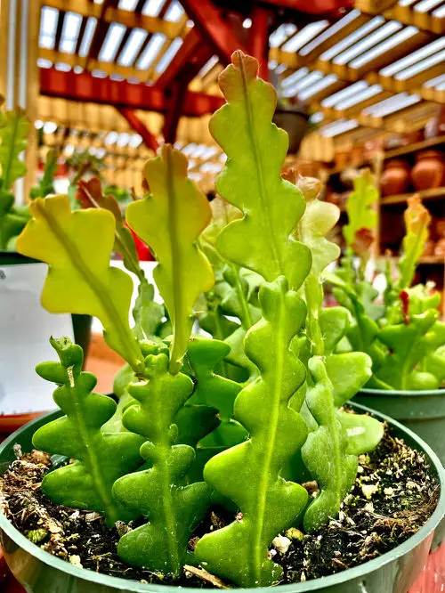 Indoor Plants that Grow from Leaves 10