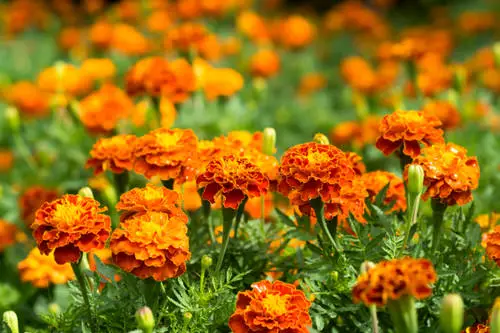 Best Types of Marigolds 