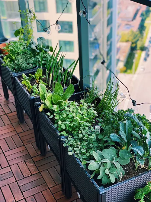 How to Make a Balcony Herb Garden