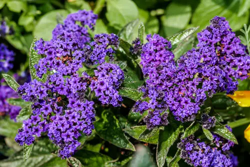 Flowers that Start with G 