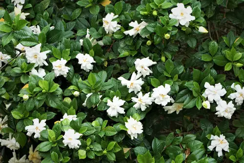 Flowers that Start with G in garden