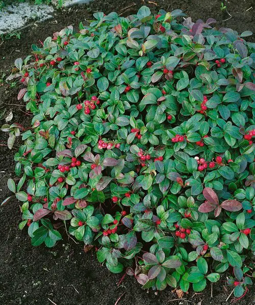 Best Edible Ground Cover Plants 9