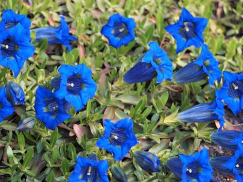 Flowers with a 'G' Origin