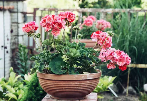 Flowers that Start with G 1
