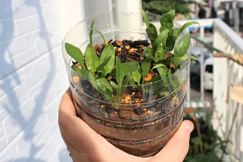 Germinate Seeds Early