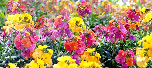 beautiful Pretty Flowers that Start with 'G'