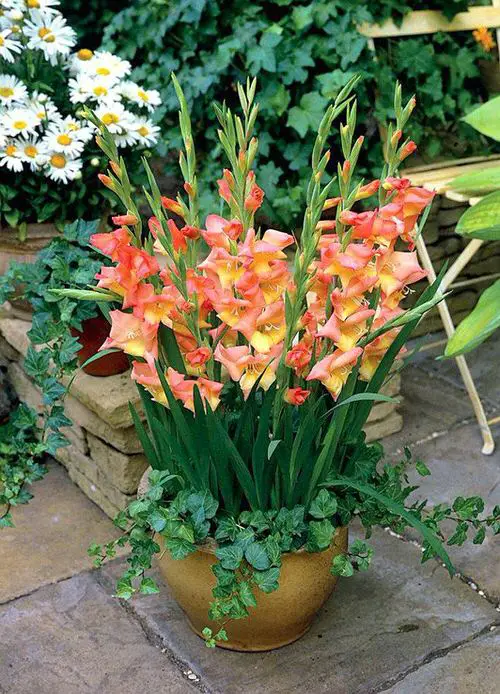 best Pretty Flowers that Start with 'G'