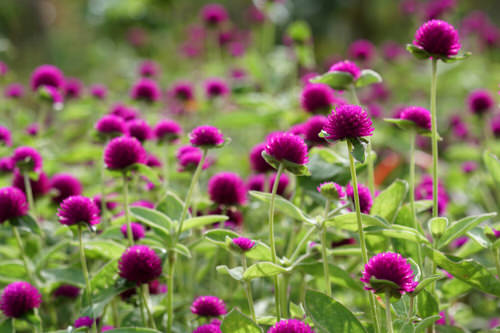 Lovely Flowers with a 'G' in them