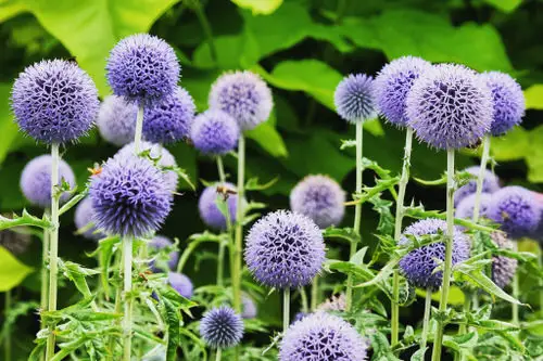 Adorable Flowers with a 'G' Origin