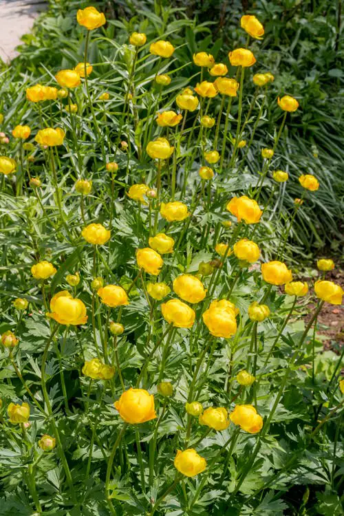 Flowers that Start with G 