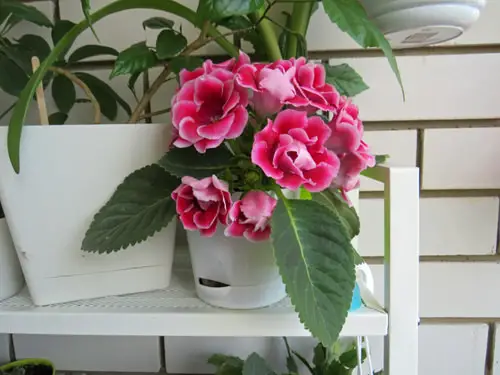 top Pretty Flowers that Start with 'G'