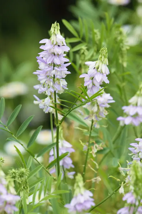 top Adorable Flowers with a 'G' Origin