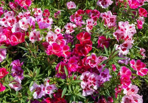 top Lovely Flowers with a 'G' in them
