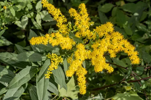 Flowers that Start with G 4