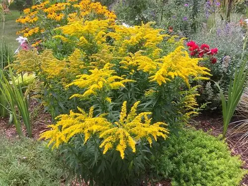 Best Fall Flowers 2