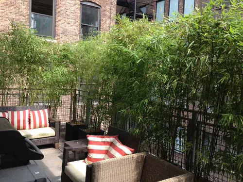 Cheap Ways to Block Neighbor’s Views in Gardens & Backyards 4