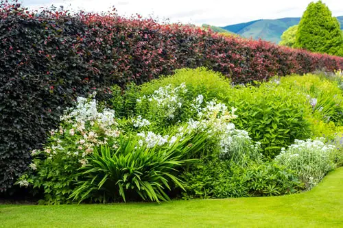 Cheap Ways to Block Neighbor’s Views in Gardens & Backyards
