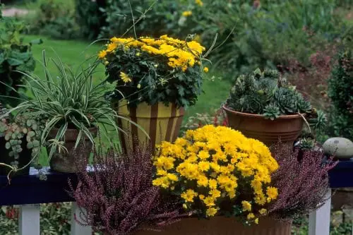 Growing Chrysanthemums in Balcony
