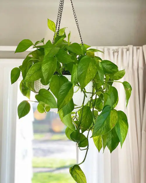 Growing Jessenia Pothos