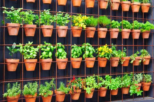 Best Green Vegetables to Grow in Vertical Garden 5