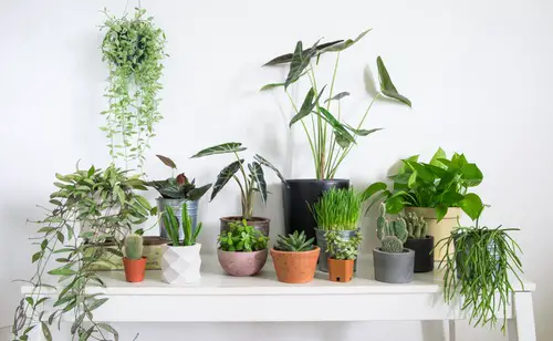 Houseplant Buying Tips