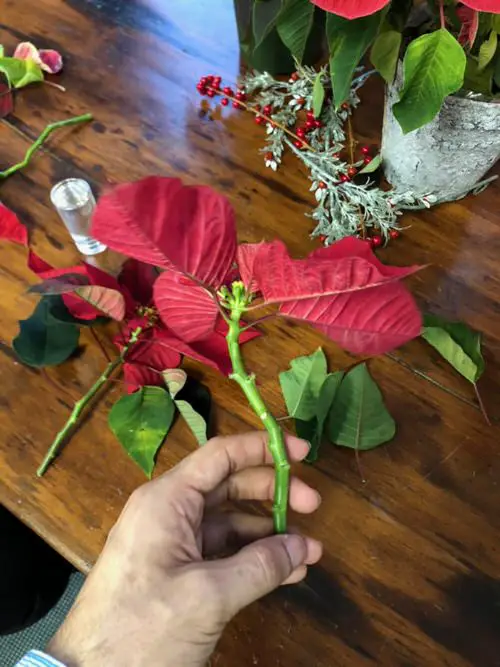 Growing Poinsettias from Cuttings
