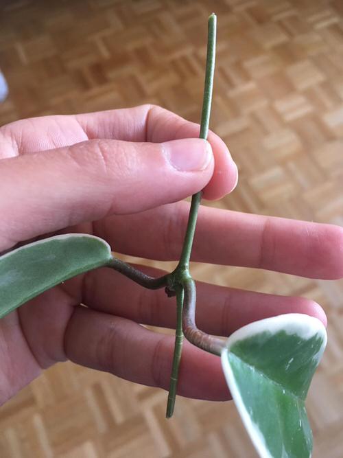 Propagating Hoya Krimson Queen