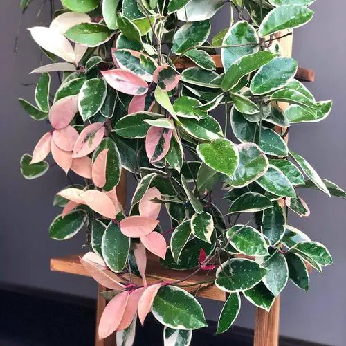 Requirements for Growing Hoya Krimson Queen Indoors