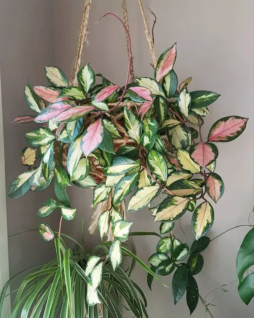Hoya Krimson Queen Care Indoors