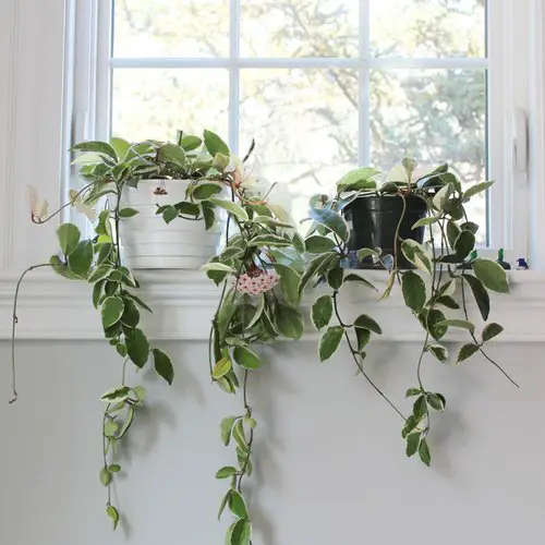 Hoya Krimson Queen Care Indoors