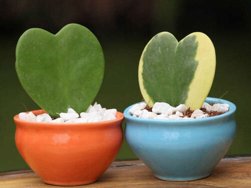 Indoor Plants Grown from Leaves 10