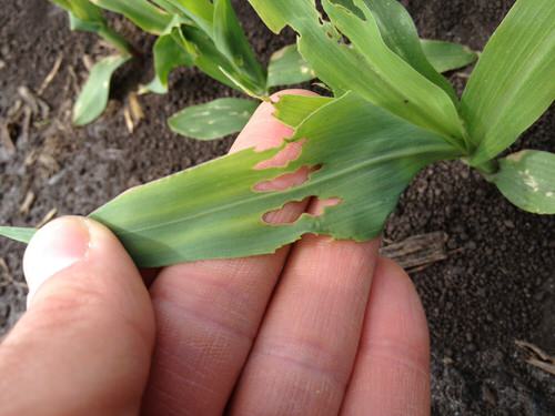 Tips to Minimize Transplanting Shock 22
