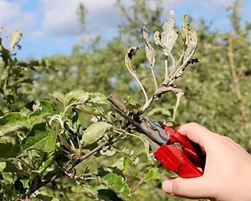 Tips to Dispose Diseased and Damaged Plant Parts Safely