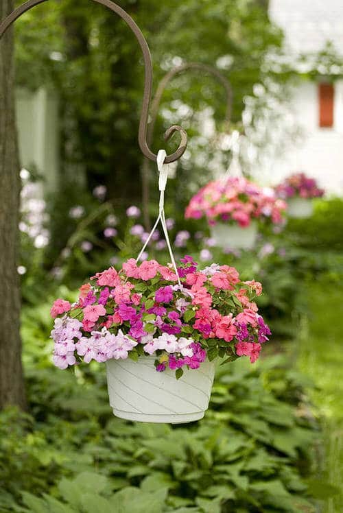 beautiful Trailing Perennials for Hanging Baskets