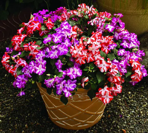 best Stunning Flowers that Start with 'I'