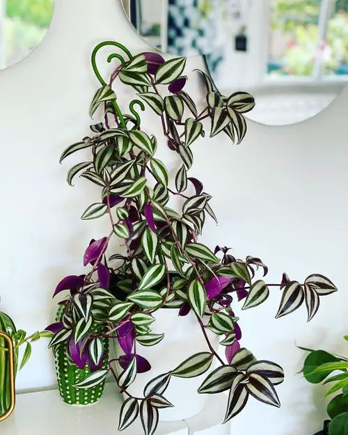 Houseplants that Love to Climb 6