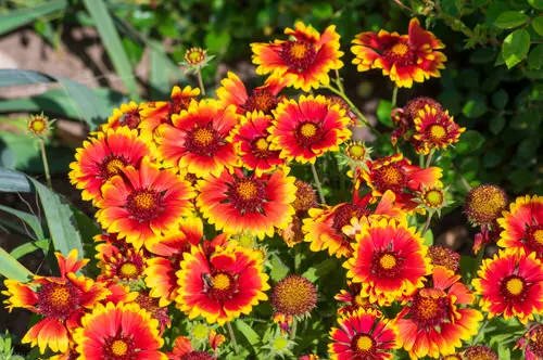 beautiful Flowers that Start with 'I'