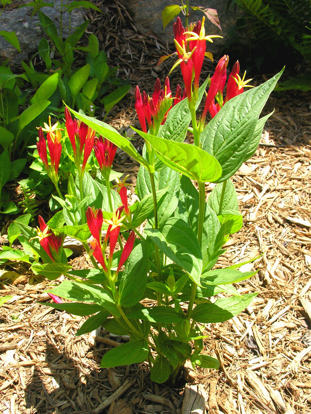 top Stunning Flowers that Start with 'I'