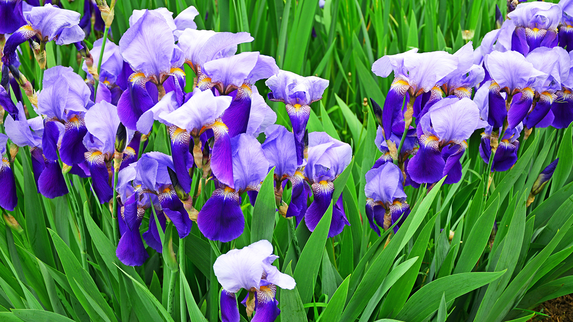Gorgeous Blossoms that Begin with "I"
