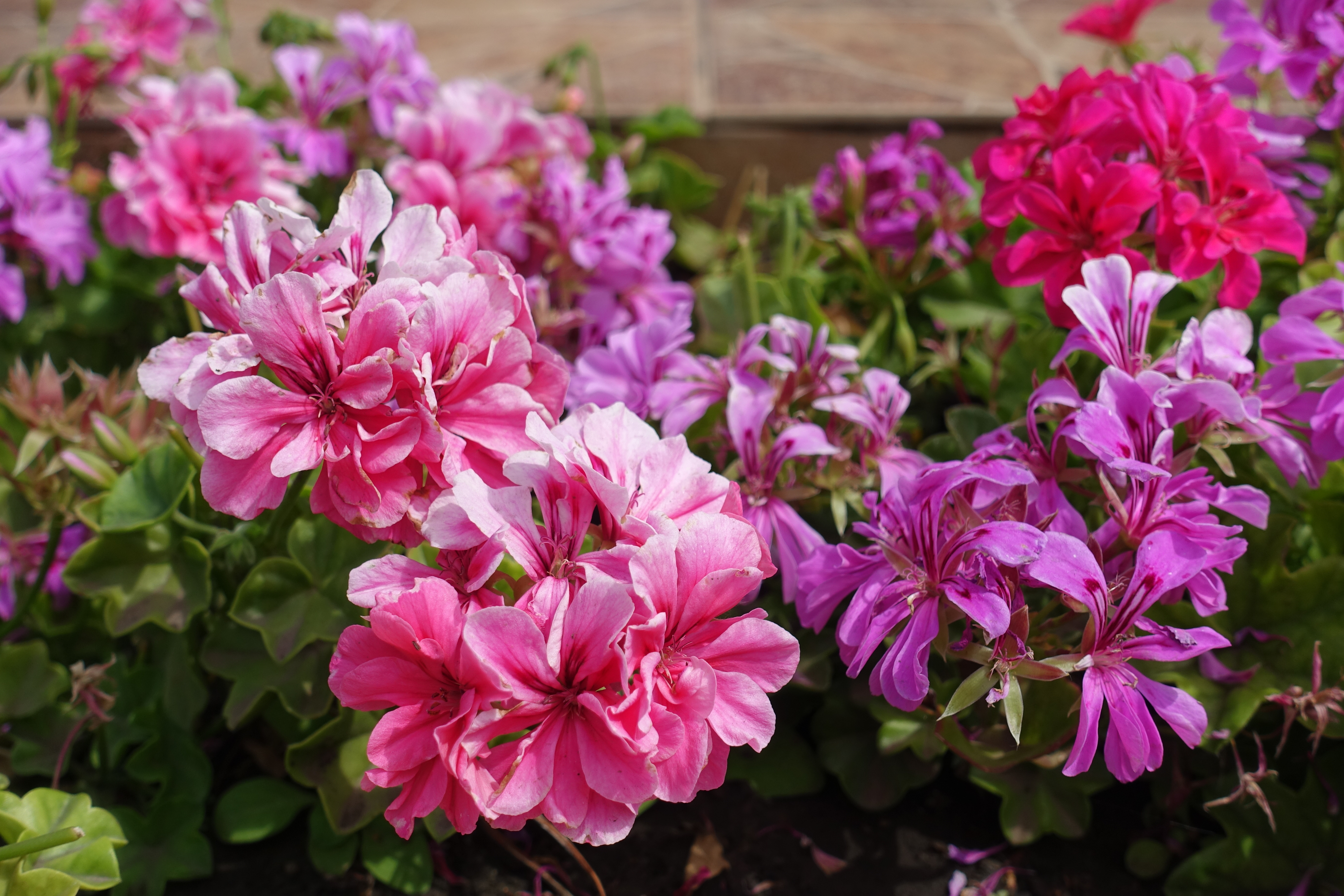 best Gorgeous Blossoms that Begin with "I"